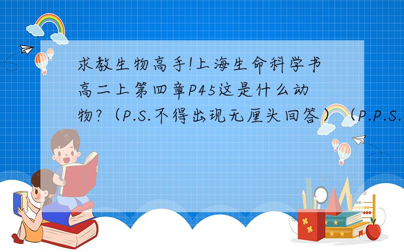 求教生物高手!上海生命科学书高二上第四章P45这是什么动物?（P.S.不得出现无厘头回答）（P.P.S.最好例举眼鼻口等特征进行说明）谢谢!我错了……是高中第一册P55。童鞋们加油啊~