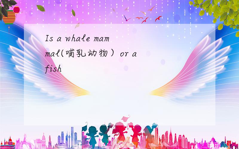 Is a whale mammal(哺乳动物）or a fish