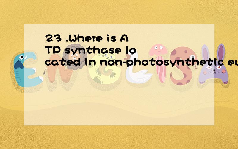 23 .Where is ATP synthase located in non-photosynthetic eukaryotes?Answer A.outer membrane of the cell B.nuclear envelope C.rough endoplasmic reticulum D.matrix of the mitochondria E.inner mitochondrial membrane