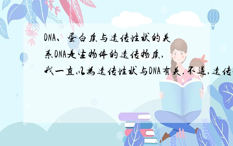 DNA、蛋白质与遗传性状的关系DNA是生物体的遗传物质,我一直以为遗传性状与DNA有关.不过,遗传信息以一定的方式反映到蛋白质的分子结构上,从而使后代表现出与亲代相似的性状.这句话的意