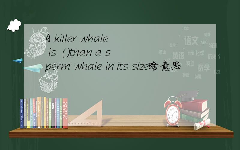 A killer whale is ()than a sperm whale in its size啥意思