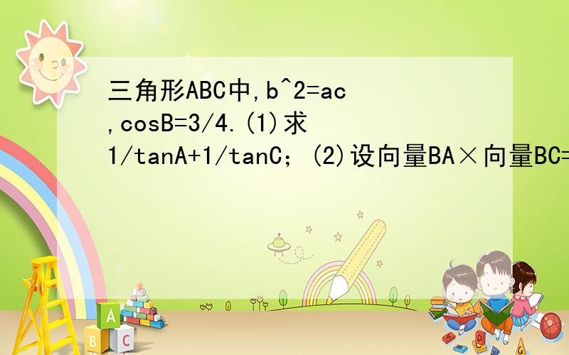 三角形ABC中,b^2=ac,cosB=3/4.(1)求1/tanA+1/tanC；(2)设向量BA×向量BC=3/2,求a+c.